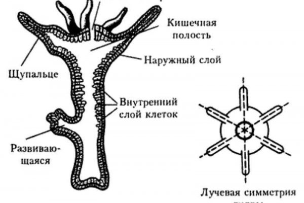 Кракен ссылку где