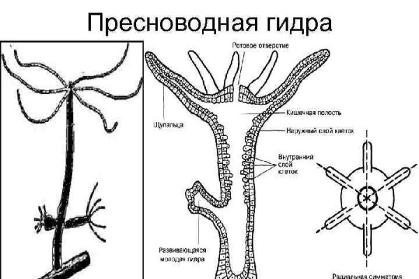 Кракен последние ссылки